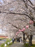 090405sakura3