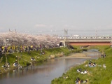 090405sakura5