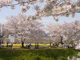 090405sakura4