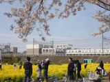 090405sakura7