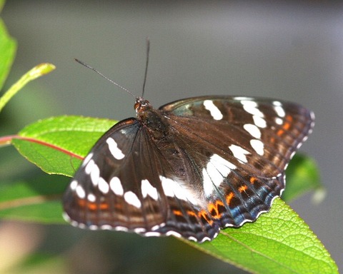 上高地トレッキング 〜蝶〜 : トレッキングと生き物たち ～鳥 蝶 植物～