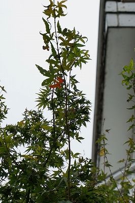 DSC00464