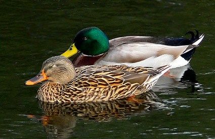 mallard_10