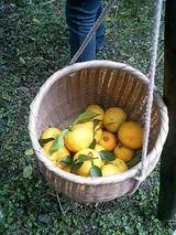 yuzu