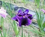f293b425.jpg