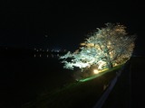 夜桜