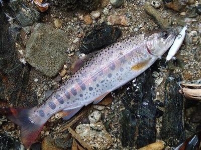 P7150835