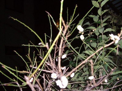 CIMG0048