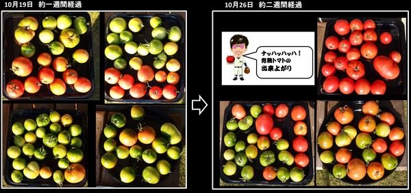 完熟トマトの製作中2週間目