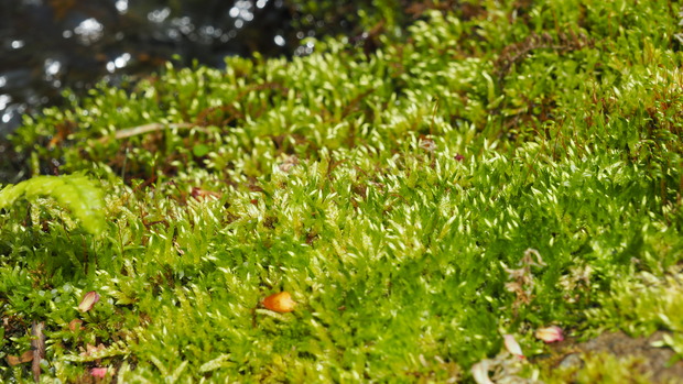 P5010791
