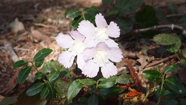 P5042899