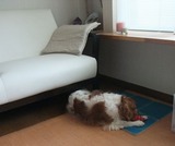 �ϥ륳��