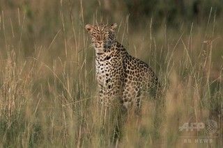 【ウガンダ】ヒョウが3歳児連れ去り食べる、翌日頭蓋骨だけ見つかる 一回人肉を食べると他の人間も襲うため捕獲作戦続く