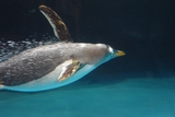 061410_penpen2