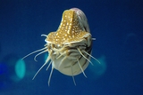 061410_nautilus