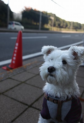 �ޥ޵������衩