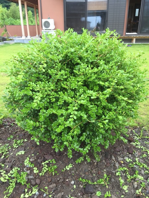 ボックスウッドエコン ボックスウッドエコン ボックスウッド : ファインガーデン