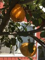 IMG_4472