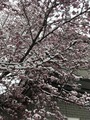 IMG_5470