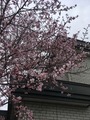 IMG_5462