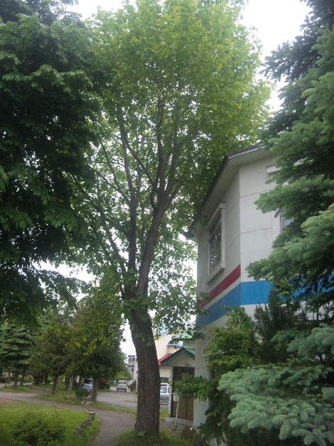 プ6