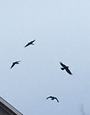 IMG_1123