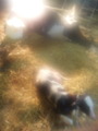 DVC00908