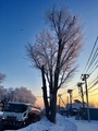 IMG_0960
