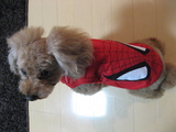 かあちゃんたら下北沢散策してスパイダーマンGETらしいよ