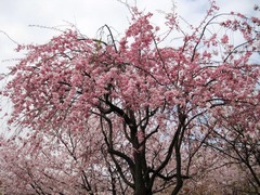 IMG_1526