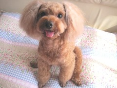 おうち着いたとたんルンルン