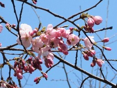 IMG_1406