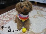 このボール以外のボールは認めないらしいです