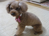 めざましテレビの軽部さんもどきの蝶ネクタイなのね〜ん