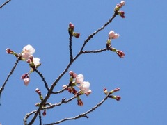 IMG_1436