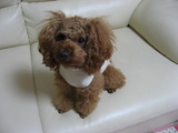 ¥ª¥¸¥¸¤¬Ãå¤ë¡Ö¥¢¥ó¥À¡¼¥·¥ã¥Ã¥Ä¡×¤ß¤¿¤¤¤è¤Í¤ó