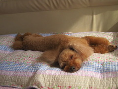 ちかれた。。。zzz