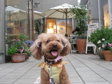 トリミングしてきました
