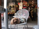 かあちゃんの買い物が長いので待ちたびれたのん。。。