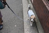 IMG_2261