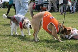 IMG_1454