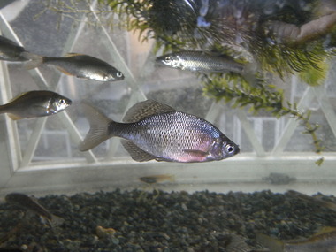 RIMG5823