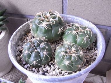 RIMG5541