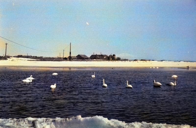 swan01