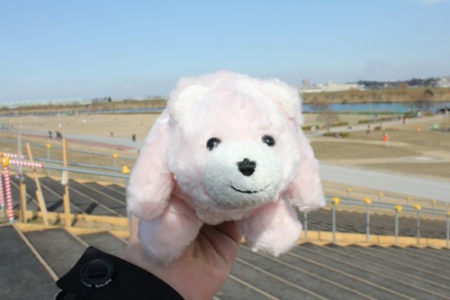 shiba1