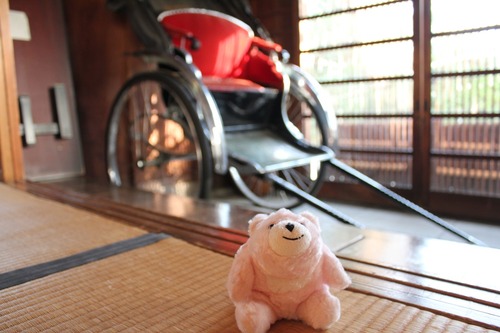 shiba8