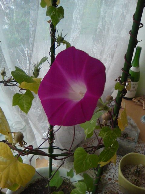20111001073602
