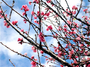 桜2