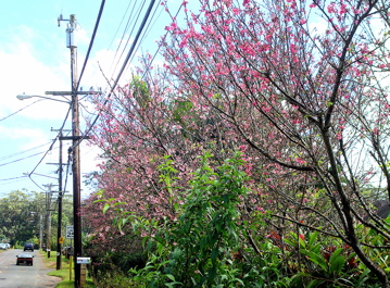 桜並木