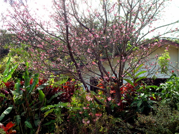 桜と家